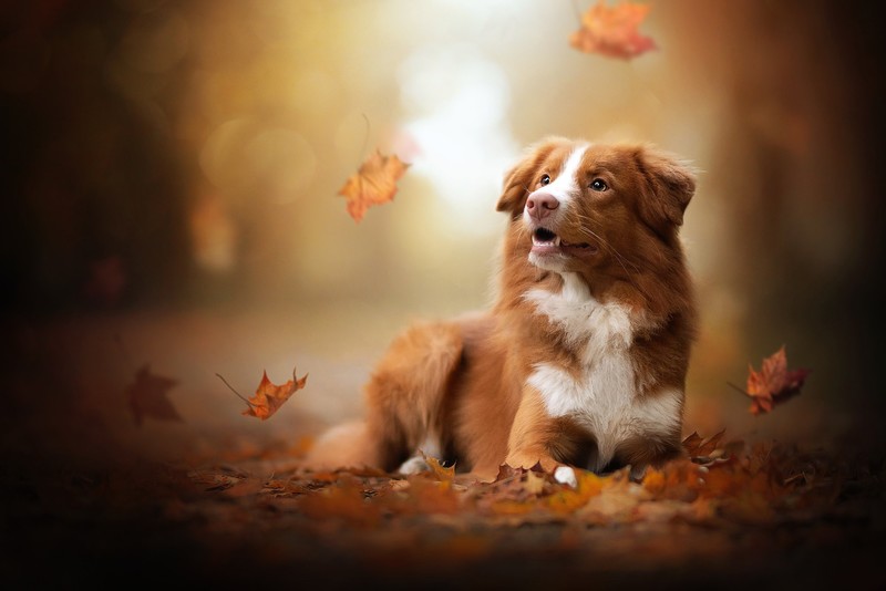 dog, animals, leaves, mammals