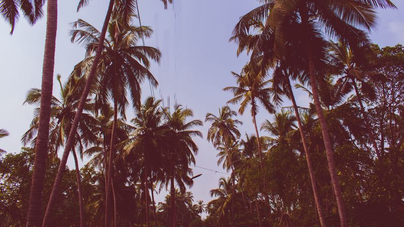 palm trees, trees, bottom view, branches, sky, 4k