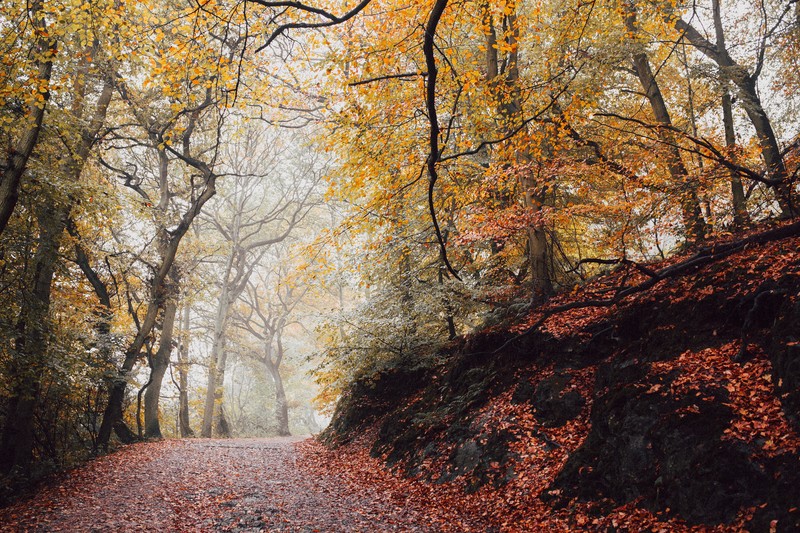 nature, road, trees, fall, fallen leaves, wet, mist, path HD Wallpaper