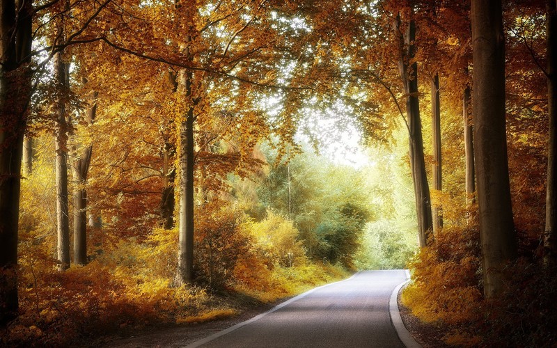 fall, asphalt, road, trees, outdoors, plants