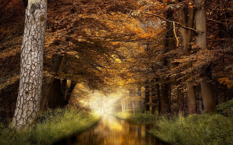 fall, outdoors, trees, water, nature