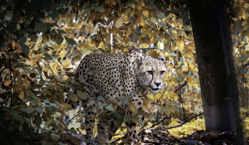 Gepard (Animal), animals, big cats, mammals