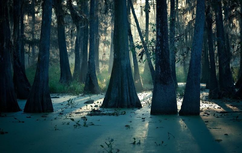 nature, trees, plants, water, outdoors, swamp