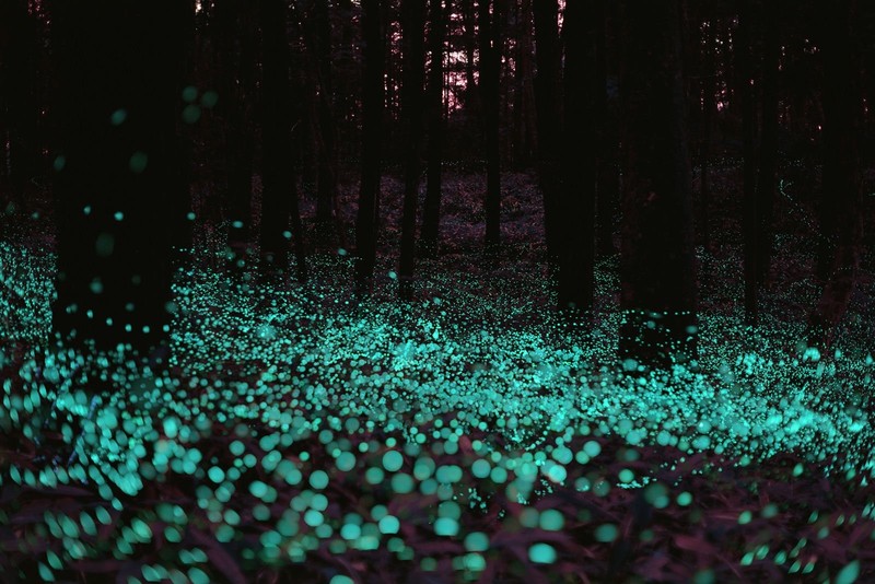 spruce, trees, forest, nature, lights, night, cyan