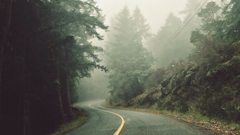 nature, forest, trees, mist, spruce, road