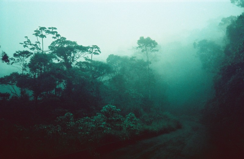 nature, forest, trees, mist, faded