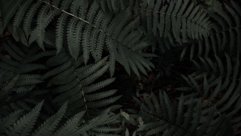nature, plants, fern, green, leaves