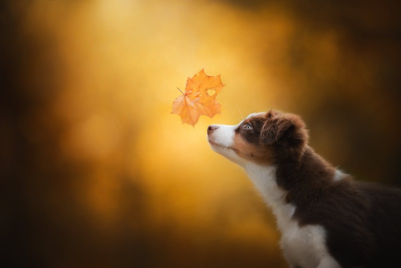 leaves, dog, animals, mammals
