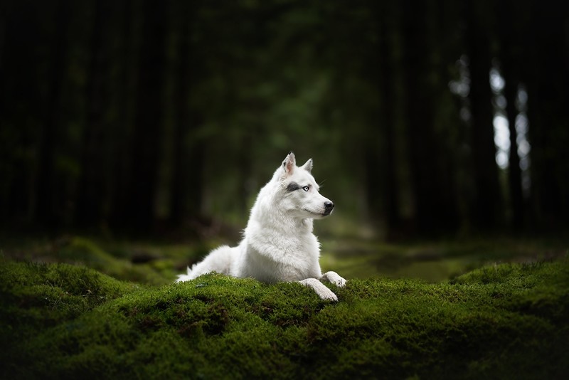 nature, outdoors, dog, animals, mammals, trees, forest, grass, wolf, focused, white eye