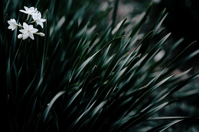 dark, flowers, plants