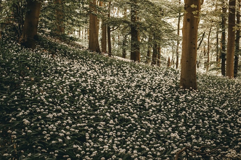 flowers, trees, outdoors, plants, spring