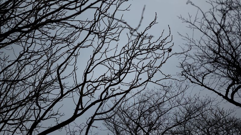 branches, bw, bottom view, sky, gray, 4k