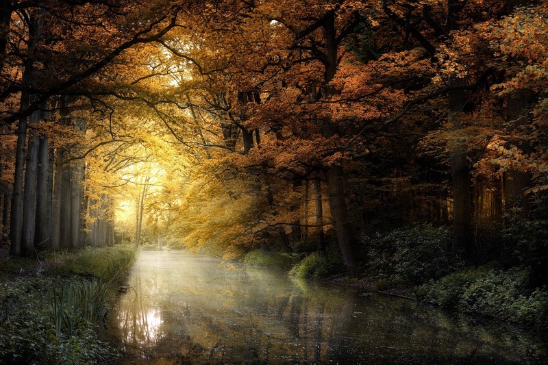 fall, nature, water, river, trees, outdoors