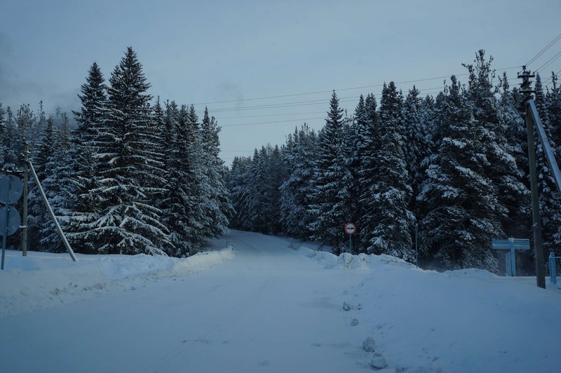 snow, nature, winter, Russia, trees, forest