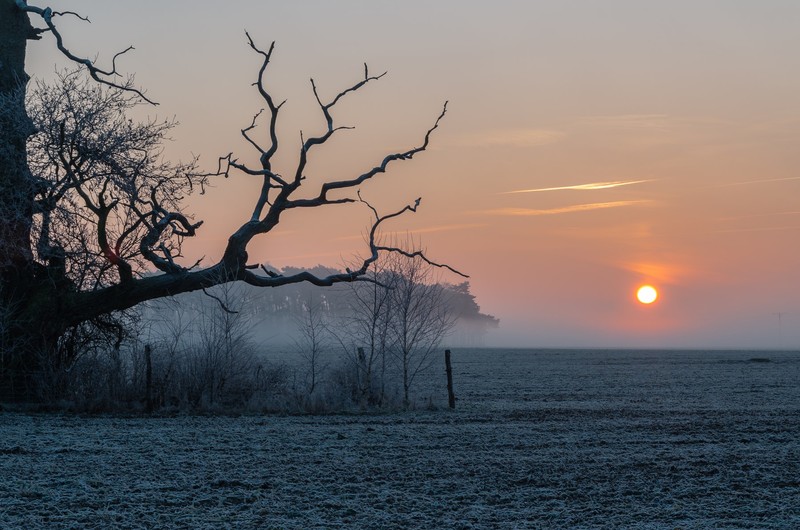 nature, landscape, trees, winter, field, mist, sunrise, branch, clear sky