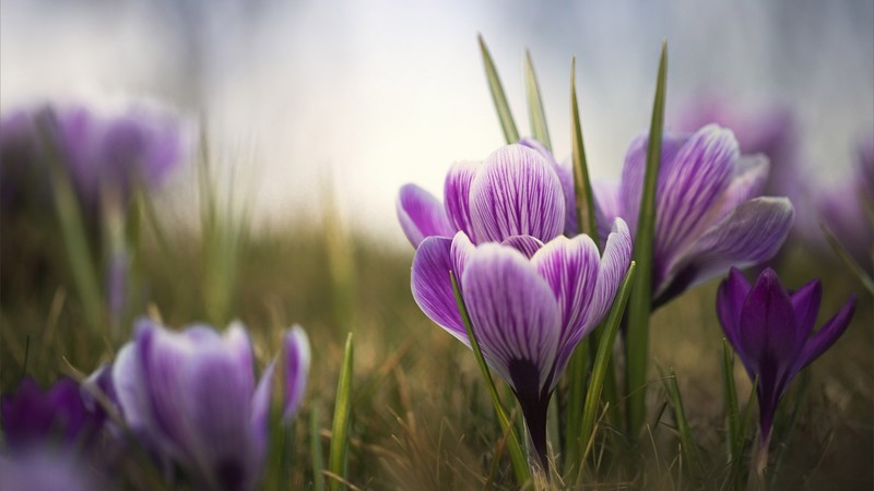 photography, depth of field, flowers, grass, plants, closeup, macro, petals, crocus, nature