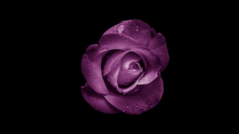 rose, bud, purple, drops, flower, 4k