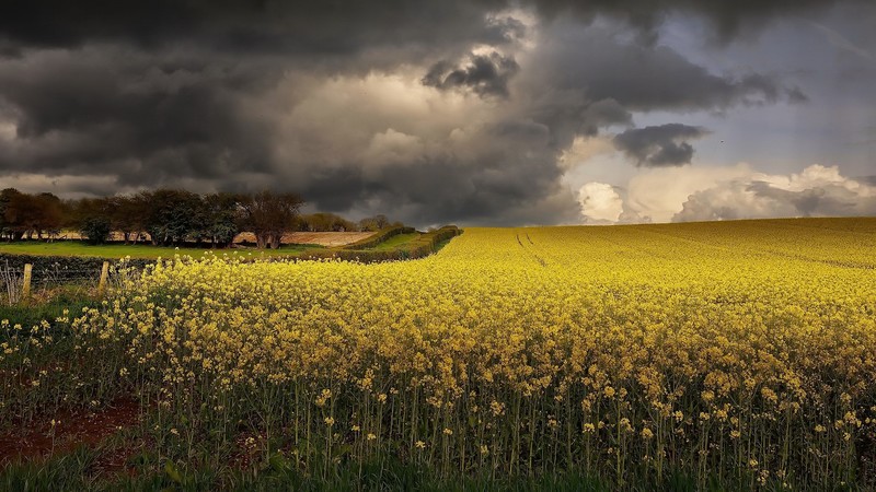 field, Agro (Plants), yellow, sky, clouds, outdoors