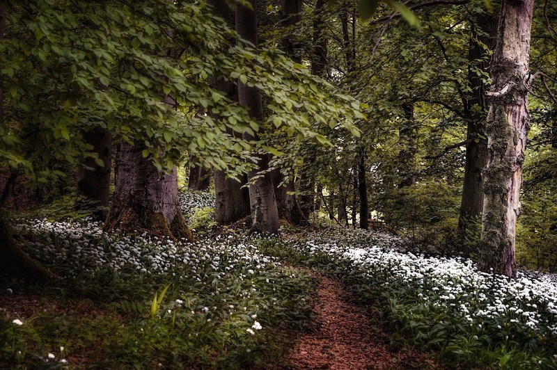 plants, trees, forest, nature