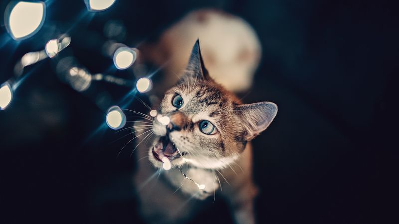 cat, glare, bokeh, light, 4k
