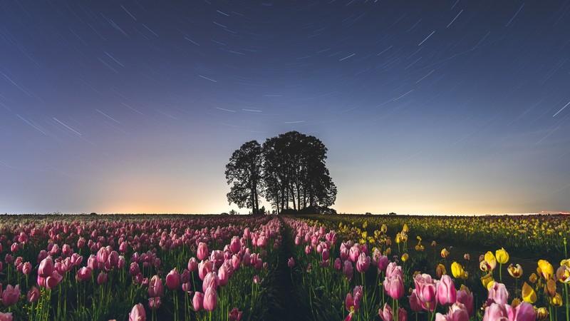 Oregon, tulips farm, stars, timelapse, flowers