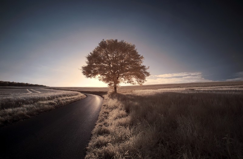 outdoors, sky, road, trees, landscape