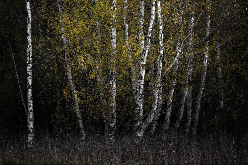 trees, plants, outdoors, birch, fall, dark, forest