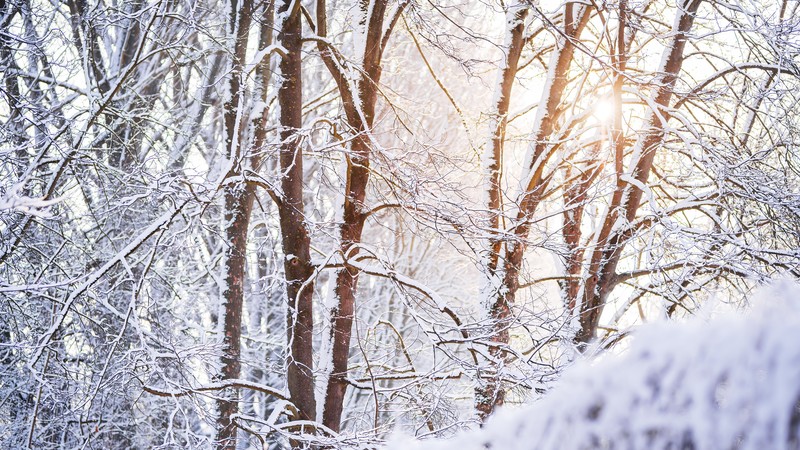 winter, snow, trees, sunlight, morning, nature, outdoors