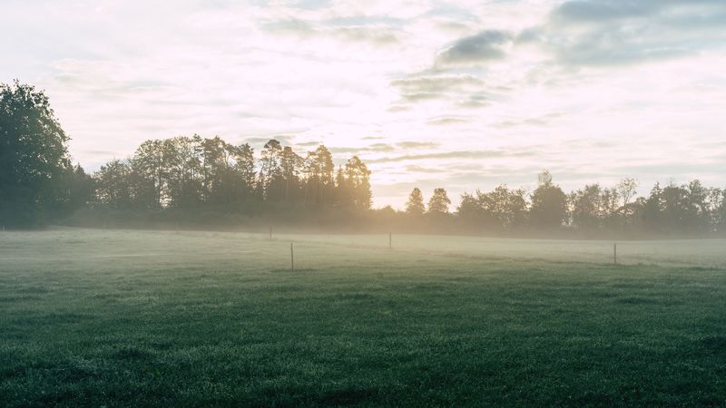 field, fog, grass, trees, dawn, sunrise, 4k