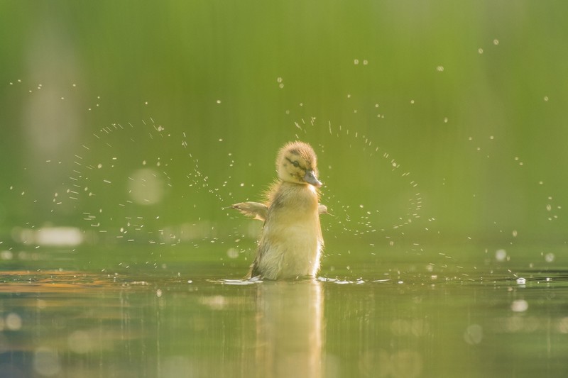 baby animals, duck, animals, birds, water