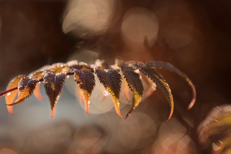 macro, leaves, plants, water drops, bokeh, depth of field