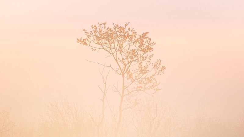 tree, grass, fog, muddy, 4k
