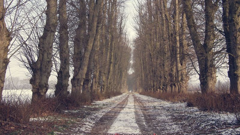 trees, road, snow, winter, 4k