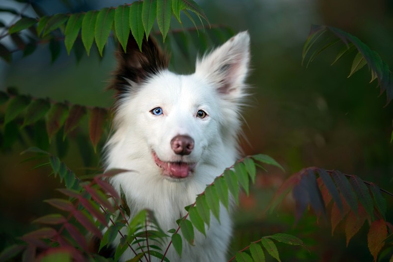 dog, animals, mammals, leaves, plants