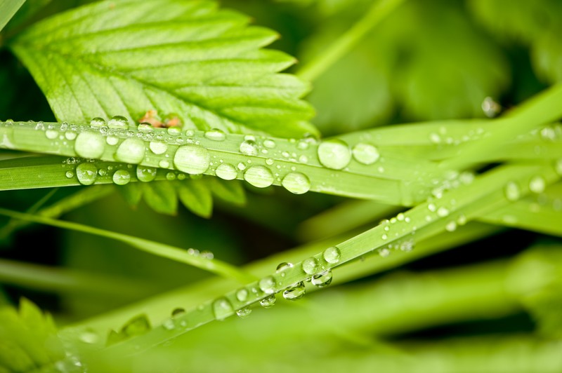 leaves, nature, water drops, depth of field, green