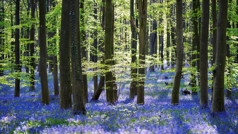 bluebells, forest, trees, nature, flowers