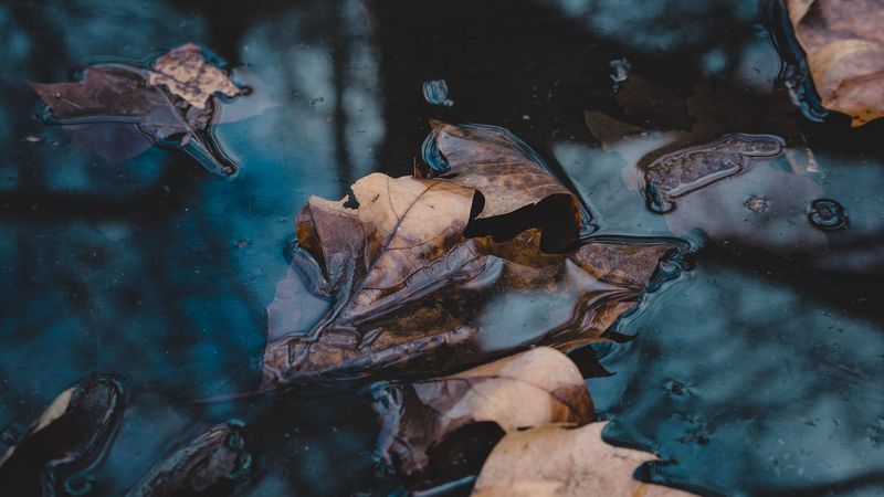 leaves, autumn, fallen, water, macro, 4k