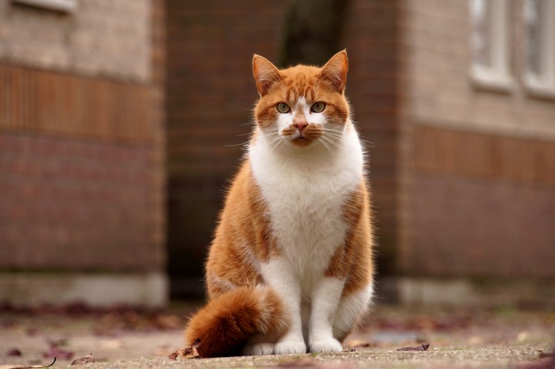 cats, animals, mammals