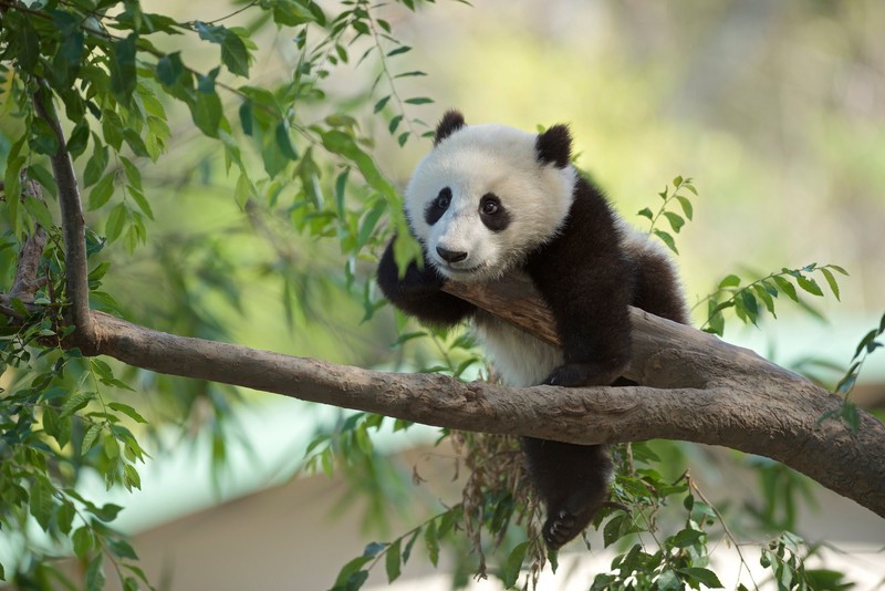 panda, bears, animals, mammals