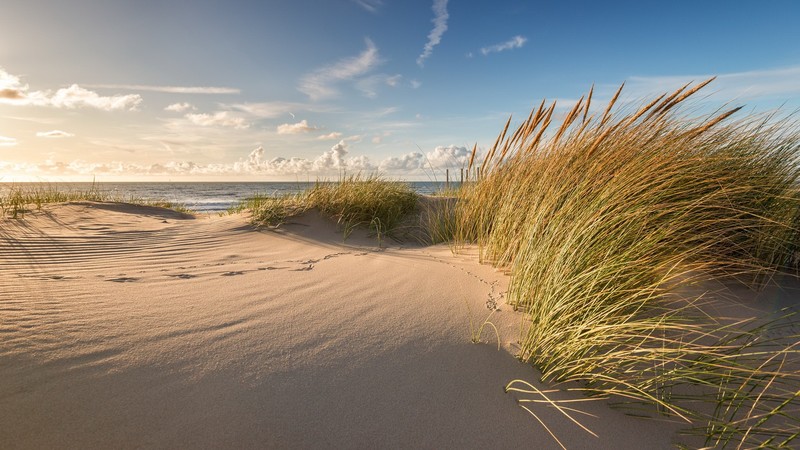 sand, plants, dunes, coast, outdoors, beach, horizon, sea, reeds, clouds, sky, windy, calm