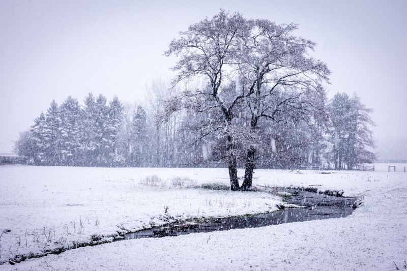 trees, winter, snow, landscape