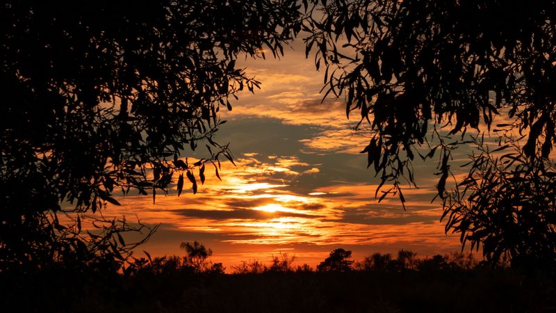 leaves, sunset, sky, shadows, 4k