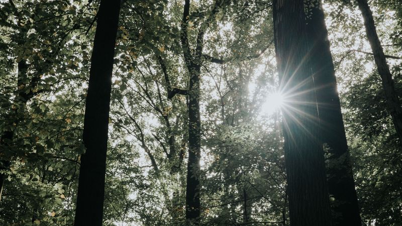 sunlight, forest, trees, branches, rays, 4k