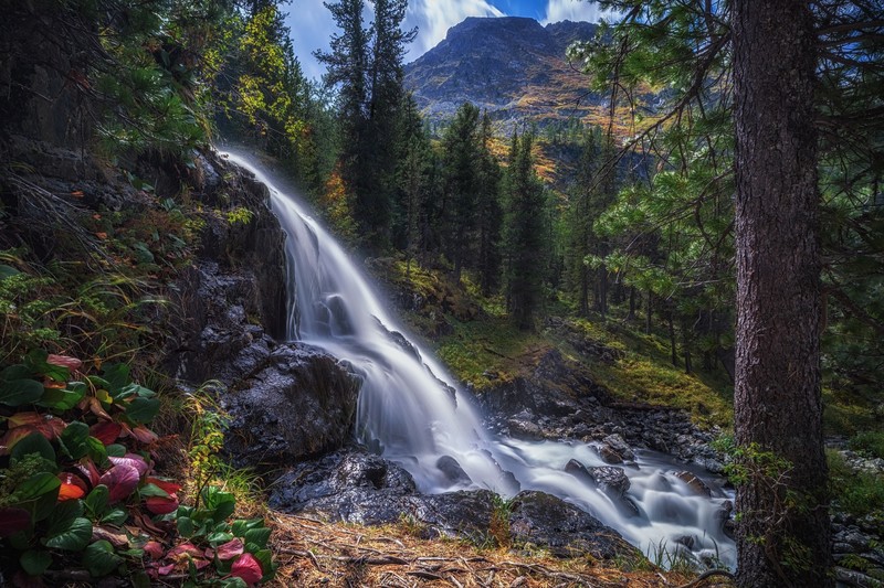 water, nature, waterfall, plants, outdoors, trees