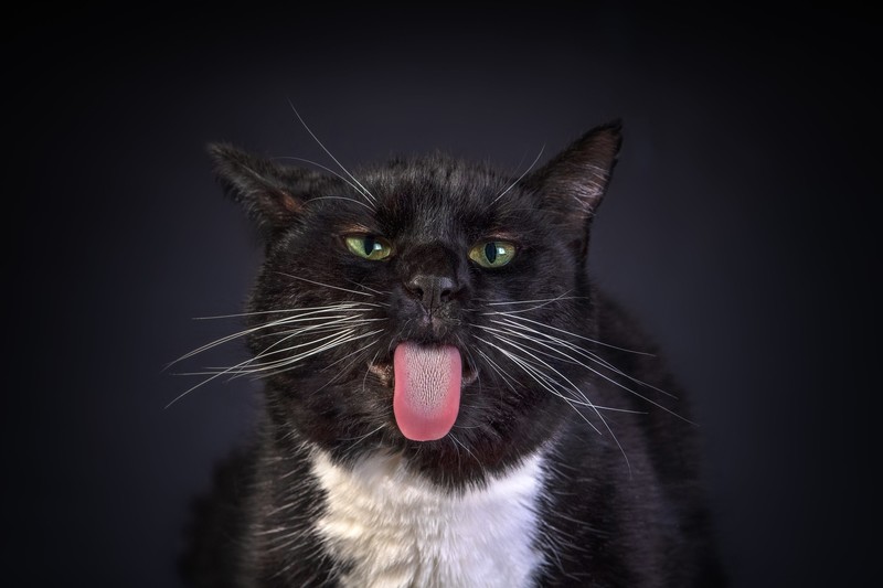 tongue out, cats, animals, mammals