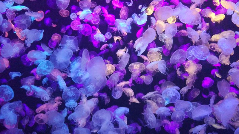 jellyfish, underwater world, glow, neon, phosphorus, 4k