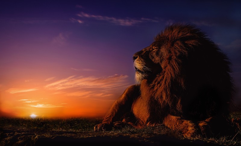 lion, Sun, big cats, animals, mammals