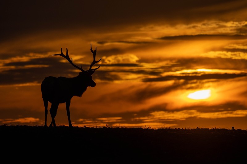 dark, sky, sunlight, deer, animals, mammals, silhouette