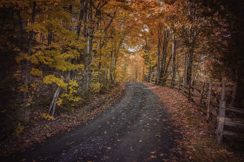 fall, outdoors, road, leaves, trees, plants