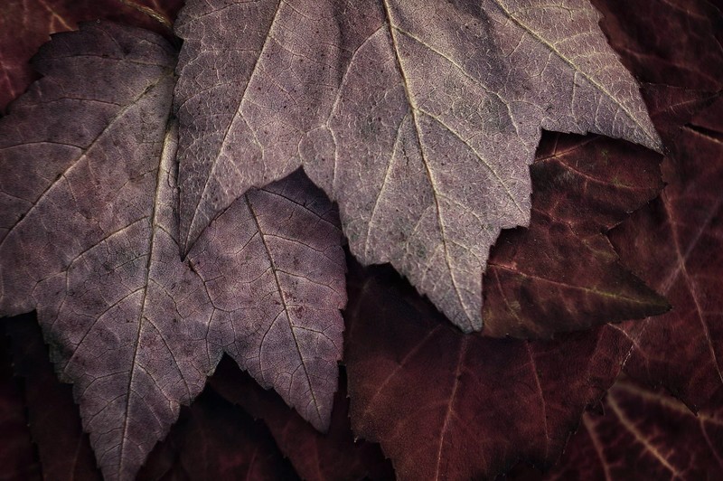 plants, leaves, macro